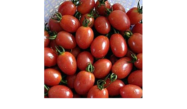 Tomatensamen Datterino Raspberry - zum Schließen ins Bild klicken
