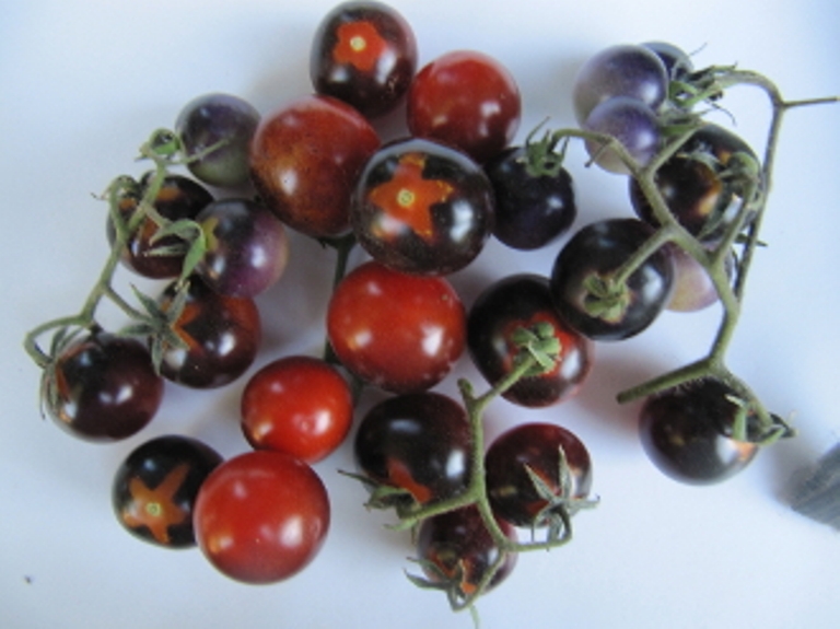Kirschtomaten cherry tomaten blaue Beere