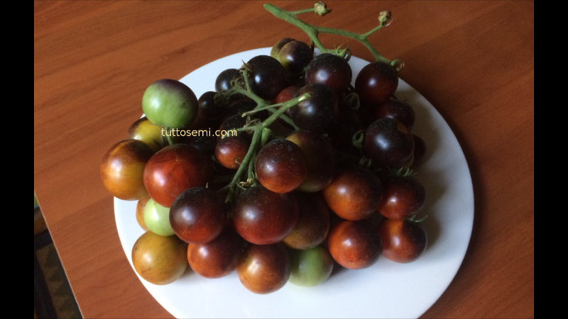 Tomatensamen Indigo Cherry Drops
