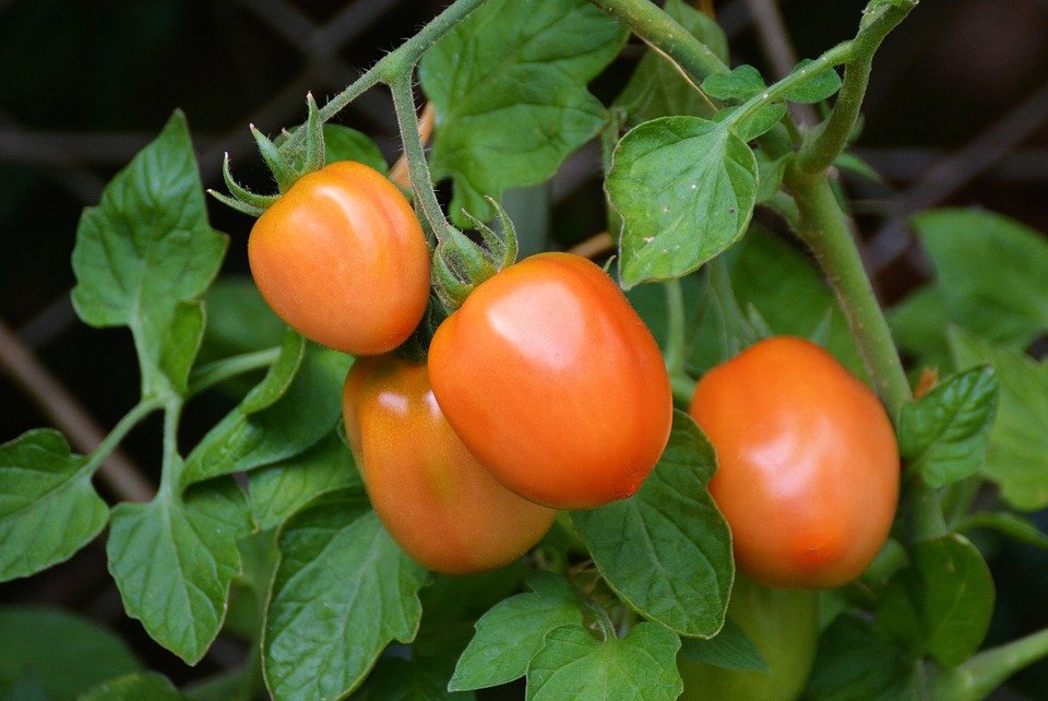 Pomodoro Datterone arancio semi