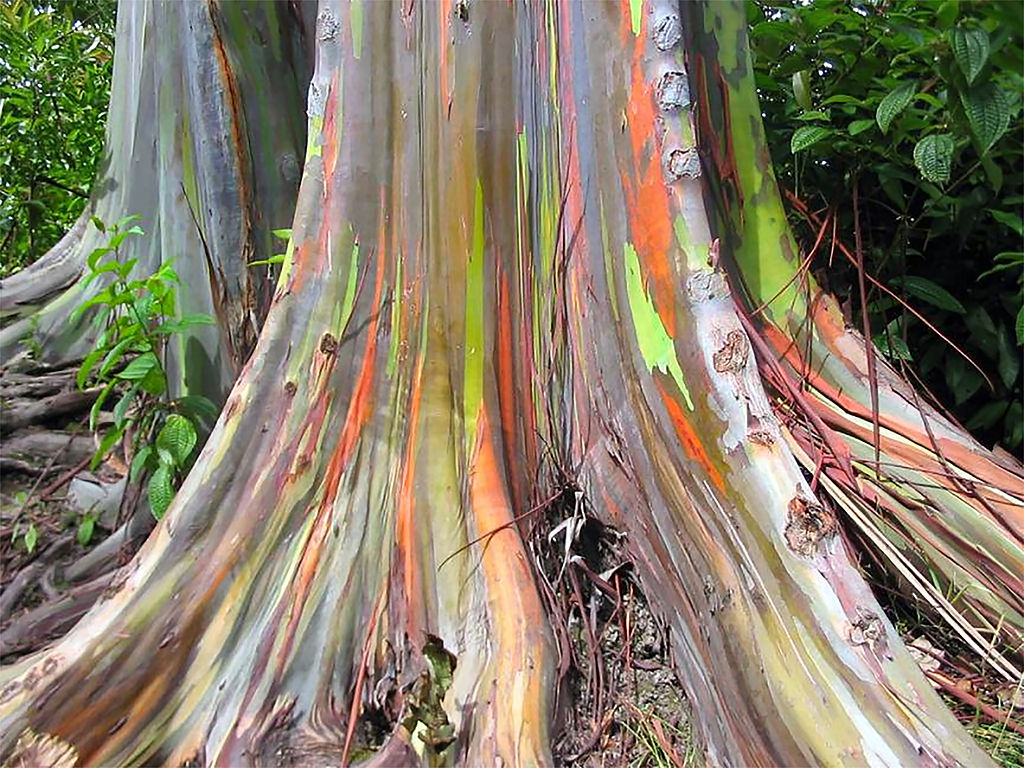 Eucalyptus Arcobaleno Eucalipto semi