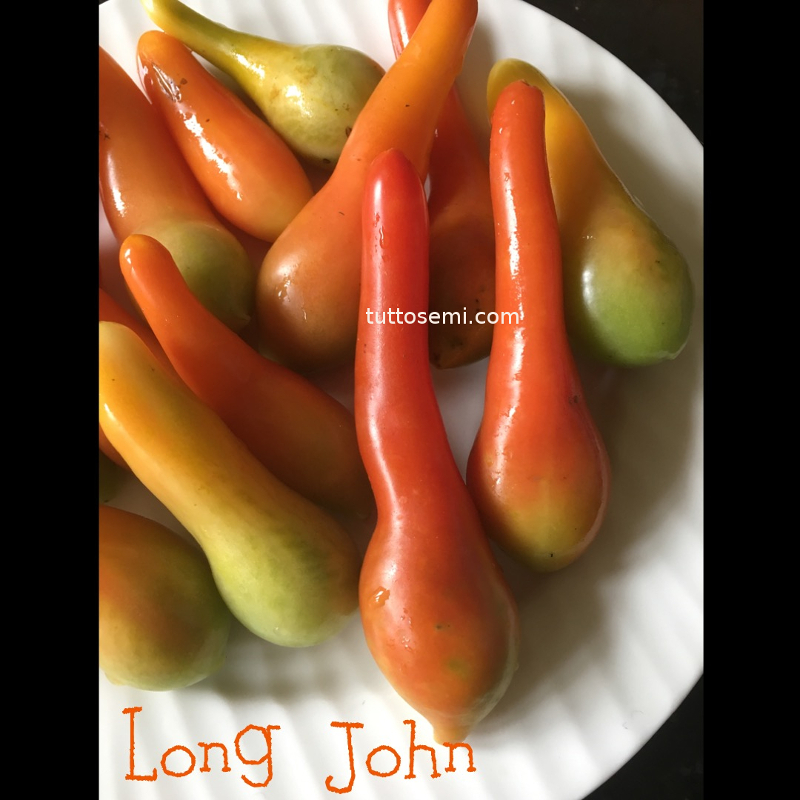 Tomatensamen Long John