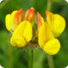 Lotus Corniculatus ( Galles )