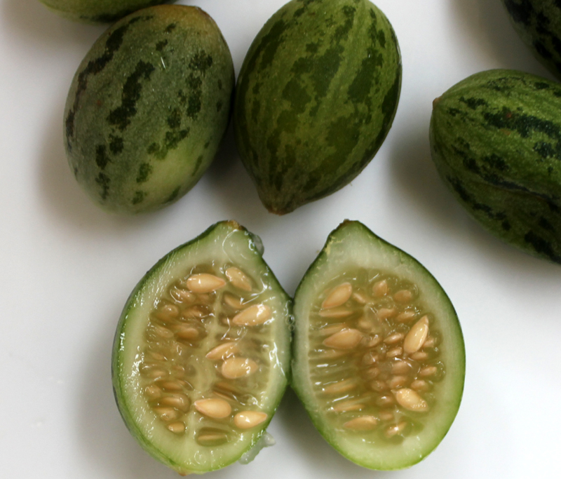 Melone Selvatico var. agrestis semi