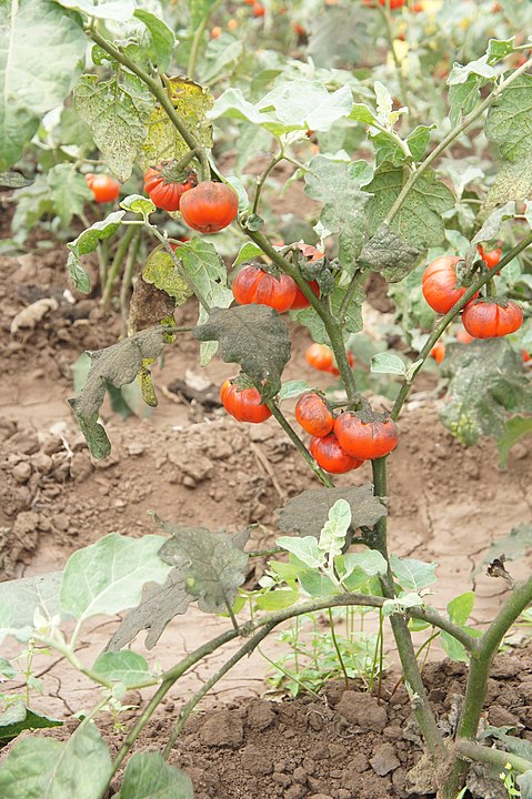 Aubergine Rossa di Rotonda seeds