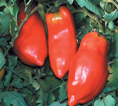 Peperone Pomodoro Rosso semi