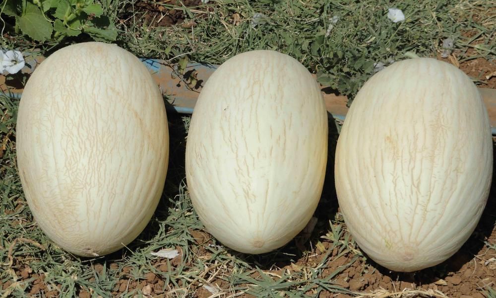 Melone Blanco de Ribatejo semi