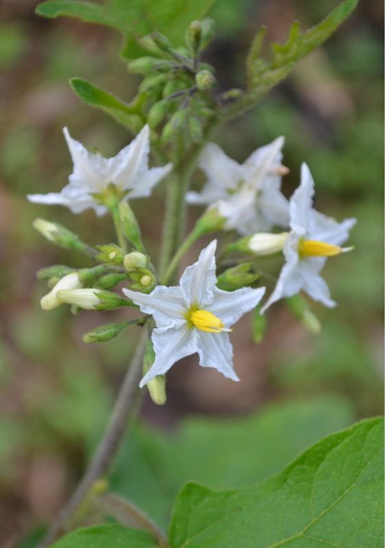 Solanum Torvum Tradizionale Albero delle Melanzane con spine