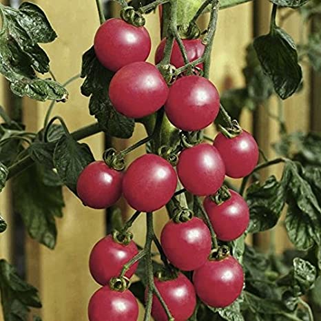 Pomodoro Datterino Raspberry semi