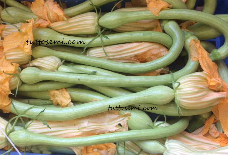 Zucchino zucchetta di Albenga semi
