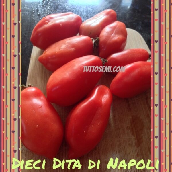 10d1 Pomodoro 10 dita di Napoli semi