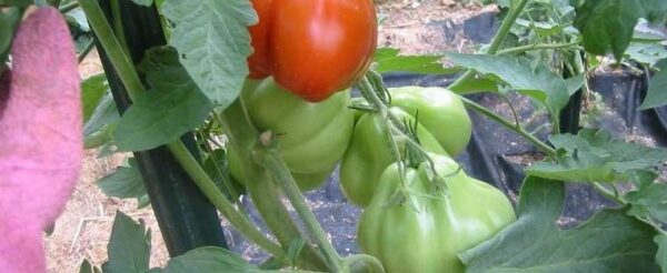 abr Pomodoro Abruzzese a pera semi