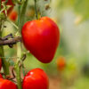Pomodoro African Vining semi