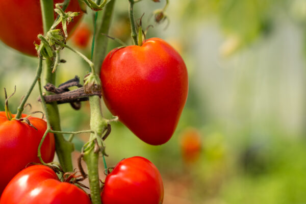 Pomodoro African Vining semi