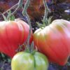 Pomodoro Anna Russian semi