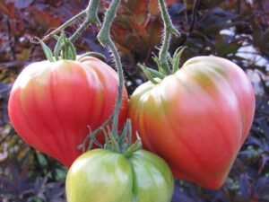 Pomodoro Anna Russian semi
