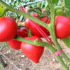 Pomodoro Anna Russian semi