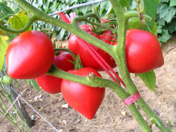 Pomodoro Anna Russian semi