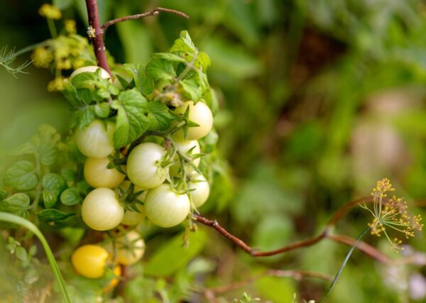 Pomodoro Ciliegino Avorio semi