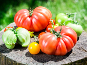 beefsteak tomatoes Pomodoro beefsteak semi