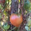 Pomodoro Belmonte Calabro Cuore di Bue semi