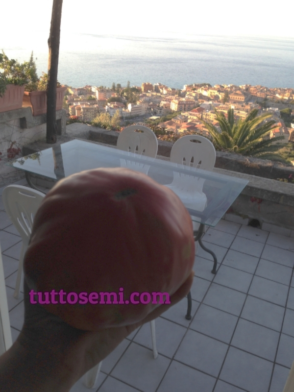 Pomodoro Belmonte Calabro Costoluto Gigante semi