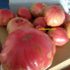 Pomodoro Belmonte Calabro Costoluto Gigante semi