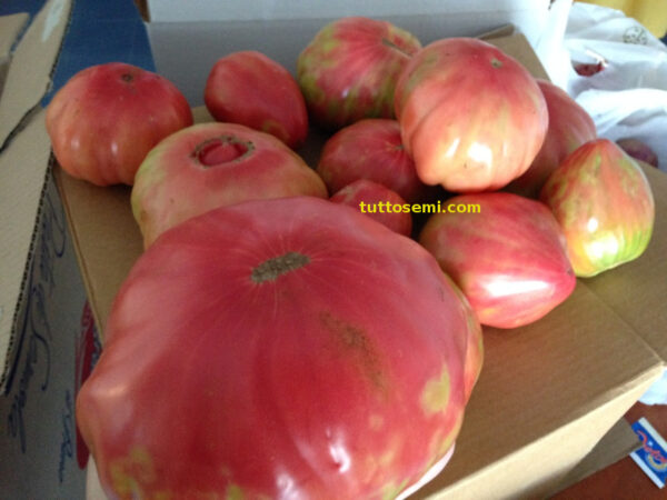 Pomodoro Belmonte Calabro Costoluto Gigante semi