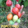 Pomodoro Borgo Celano / Borgo Cellano semi