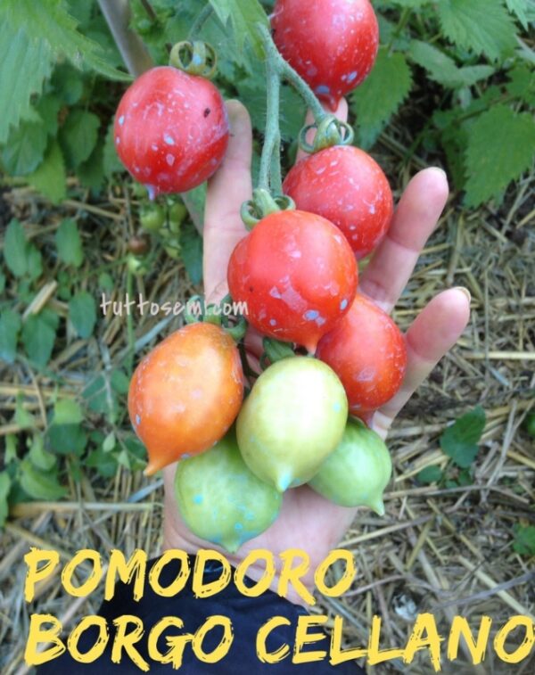 Pomodoro Borgo Celano / Borgo Cellano semi