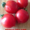 Pomodoro Borgo Celano / Borgo Cellano semi