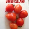 Pomodoro Borgo Celano / Borgo Cellano semi