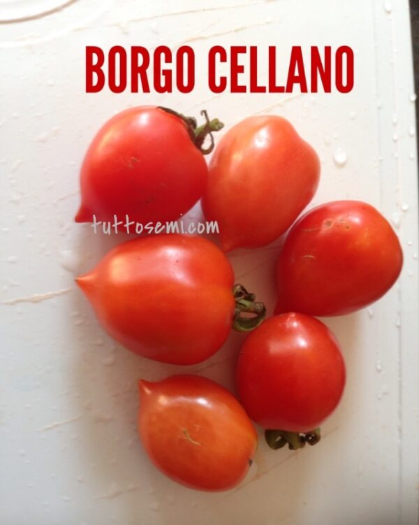 Pomodoro Borgo Celano / Borgo Cellano semi