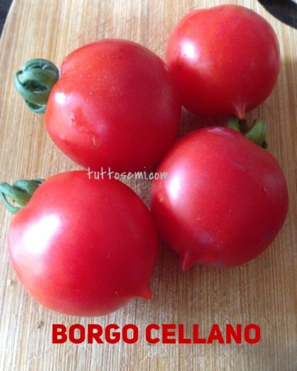 Pomodoro Borgo Celano / Borgo Cellano semi