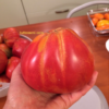 Pomodoro Cuore di Bue di Nizza semi