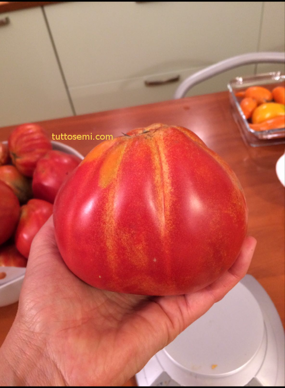 Pomodoro Cuore di Bue di Nizza semi
