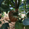 Pomodoro Cuore di Bue di Nizza semi