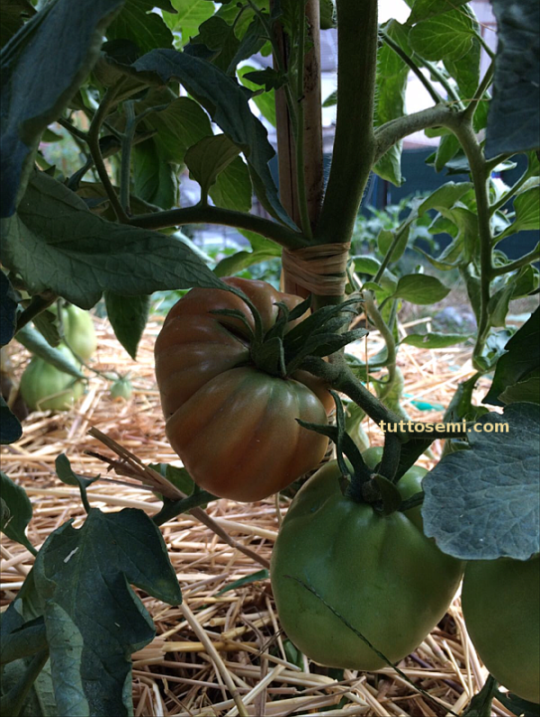Pomodoro Cuore di Bue di Nizza semi