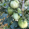 Pomodoro Cuore di Bue di Nizza semi