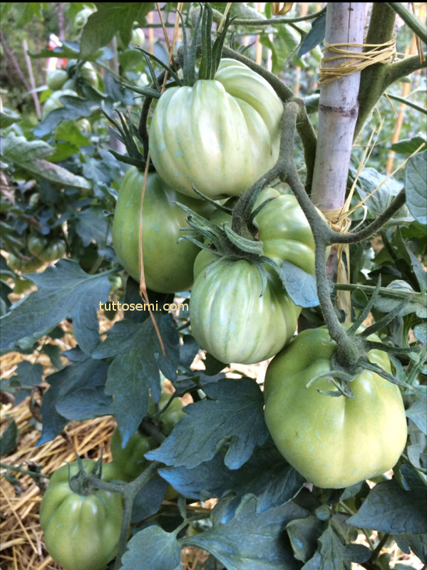 Pomodoro Cuore di Bue di Nizza semi