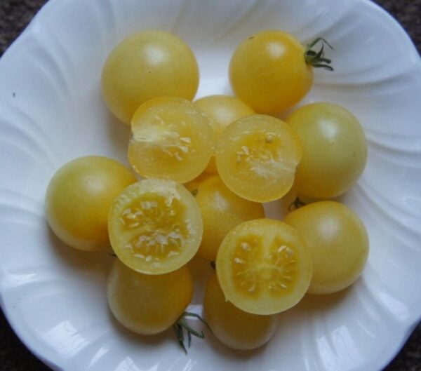 Pomodoro Ciliegino Avorio semi