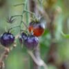 pomodoro ciliegia blu (1) Pomodoro Ciliegino Blu / Blue berry