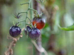 Pomodoro Ciliegino Blu / Blue berry
