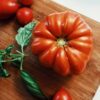costoluto fiorentino (1) Pomodoro Costoluto Fiorentino semi