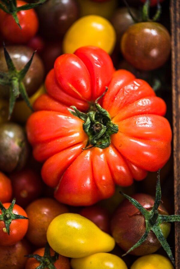 costoluto fiorentino semi (1) Pomodoro Costoluto Fiorentino semi