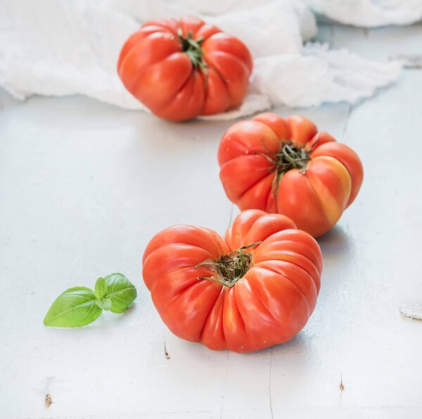 costoluto genovese 1 (1) Pomodoro Costoluto Genovese