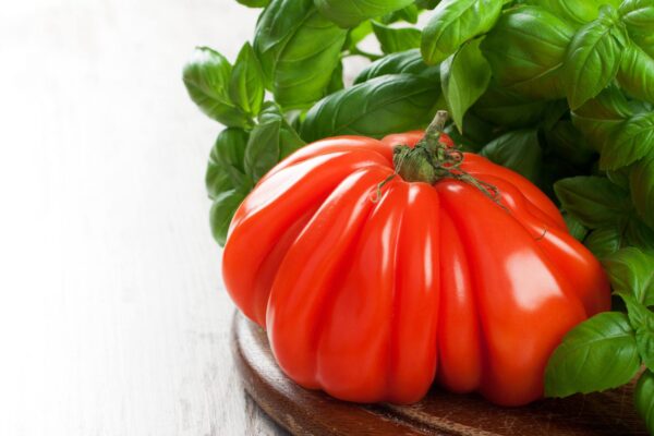 cuore albenga 1 Pomodoro cuore di bue di Albenga semi