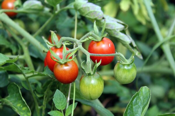 poce Pomodoro Cerise semi