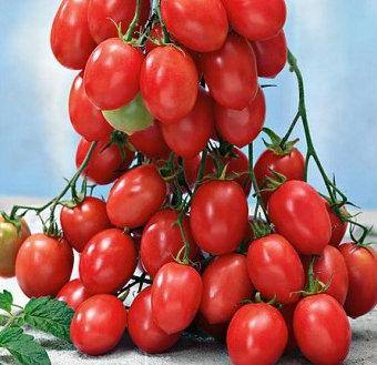 Pomodoro Datterino Raspberry semi