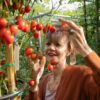 DAVIS tomato Pomodoro Dattero Davis UC Gordie Hanna semi